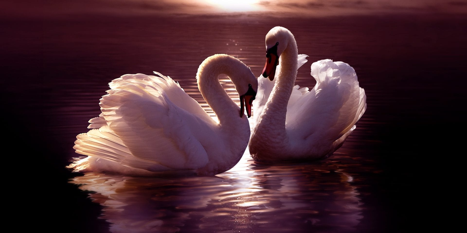 Tchaikovsky&#8217;s Swan Lake